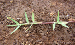 <p>grown on the surface of the ground, typically</p><p>moves horizontally</p>