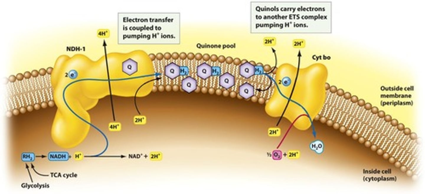 <p>ATP formation driven by proton gradient.</p>