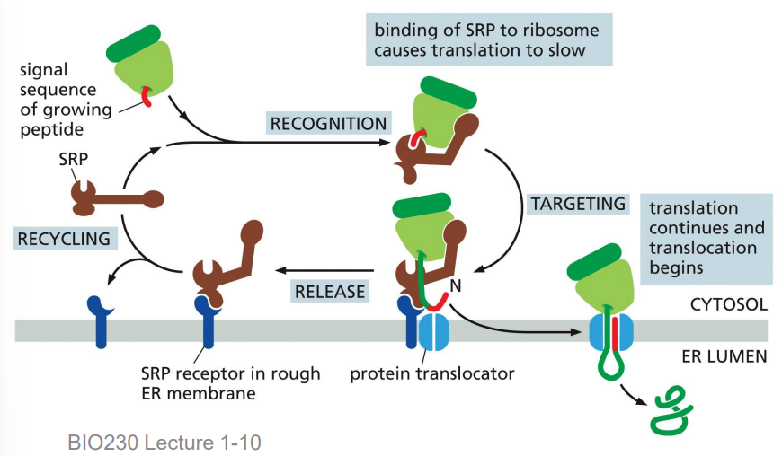 <p>ribosome → protein translocator channel (translocon, a gated channel)</p><p>ribosome forms a tight seal with the translocator (prevents diffusion of ions, small molecules)</p><p>SRP + SRP receptor undergo GTP hydrolysis and complex dissociates</p><p>SRP released</p>