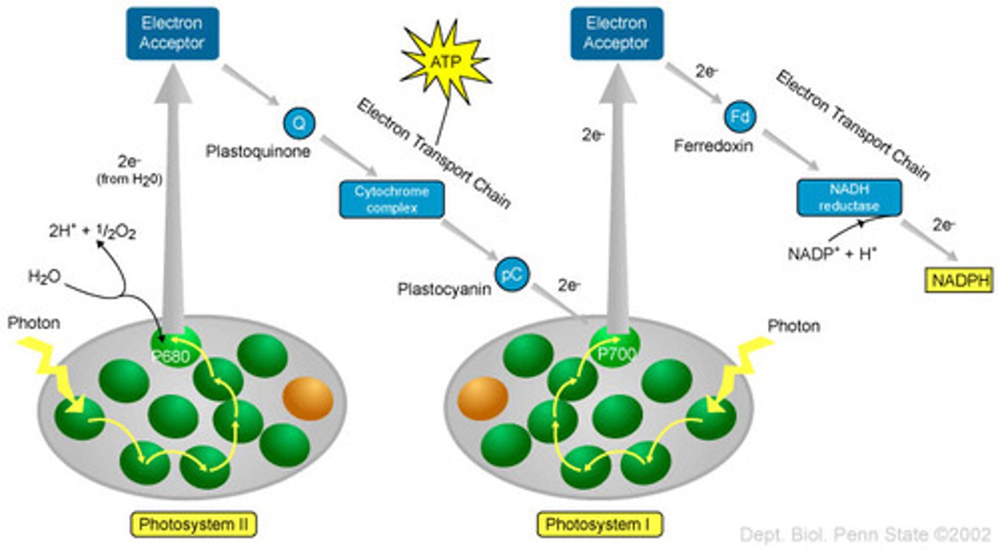 <p>a model depicting the series of energy changes of an electron during the light reactions of photosynthesis. The electron absorbs light energy twice, resulting in an energy curve with a zigzag shape (electrons excited to higher energy states, fall back down in energy, then excited again)</p>