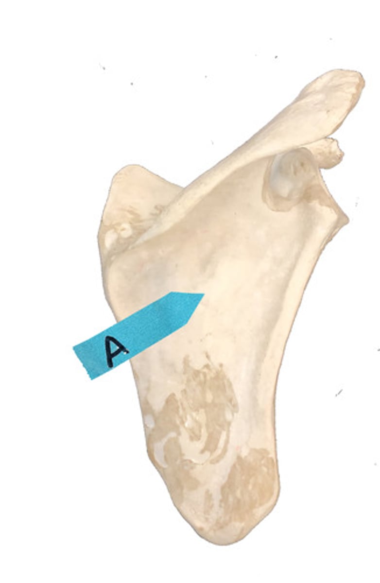 <p>Identify this bone marking.</p>
