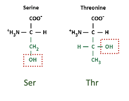 * Serine and Threonine are uncharged at neutral pH but have polar -OH groups that participate in hydrogen bonds
* Asparagine and Glutamine are uncharged but have polar amide groups