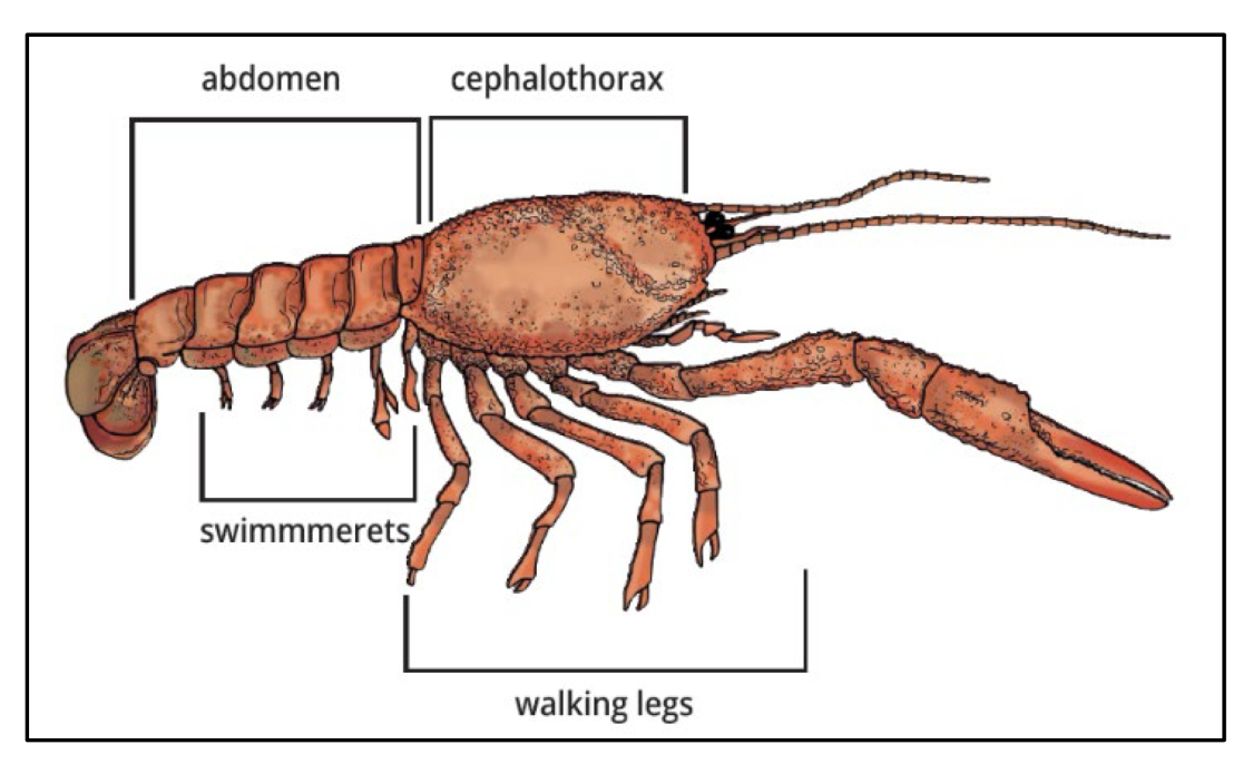 <p>What order do crabs, crayfish, lobsters and shrimp belong to- all have 10 legs ?</p>