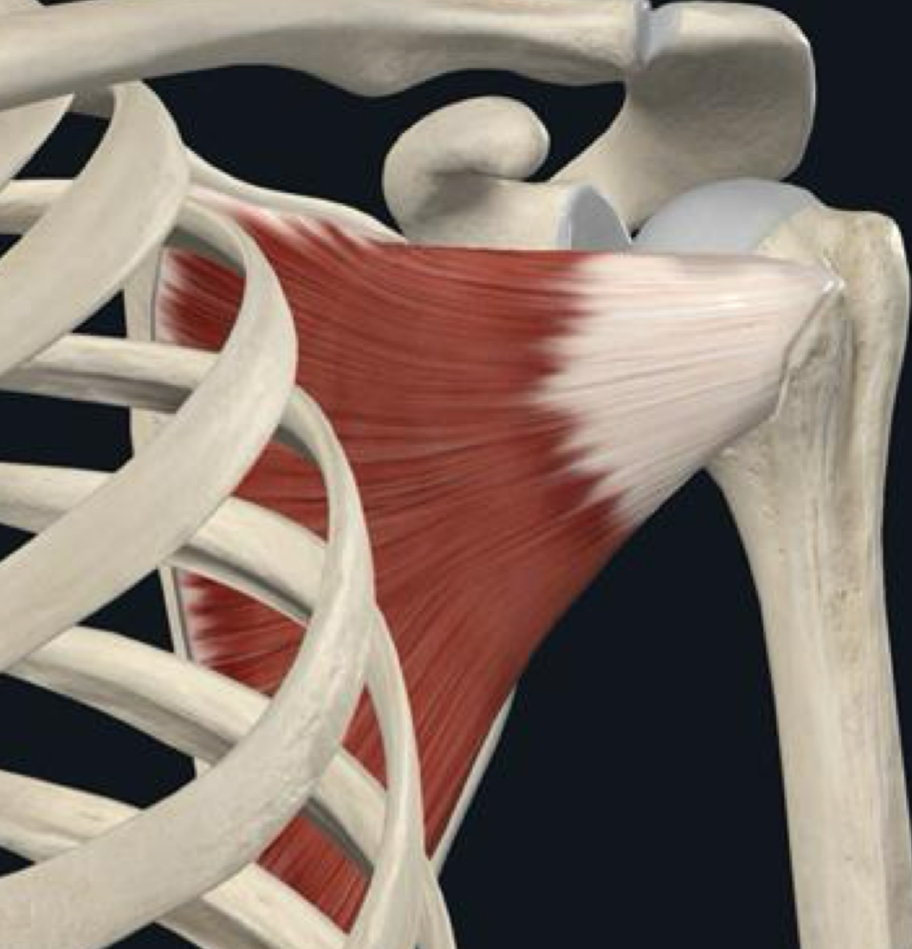 <p>What is the proximal attachment of the subscapularis?</p>