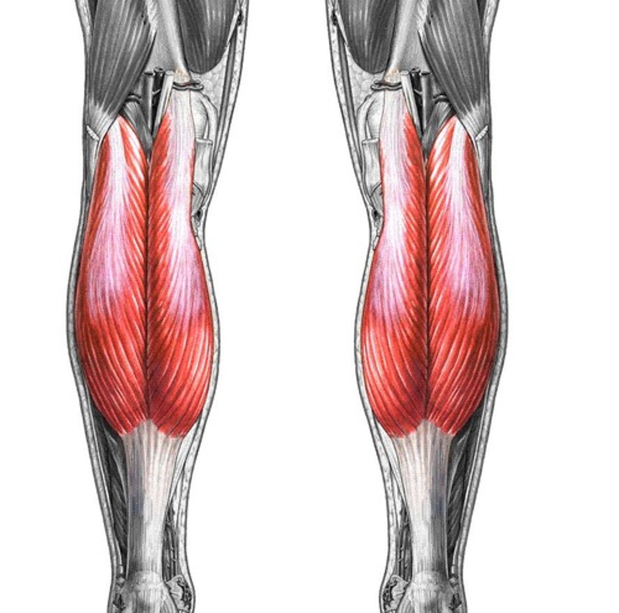 <p>plantar flexes foot and flexes leg</p>