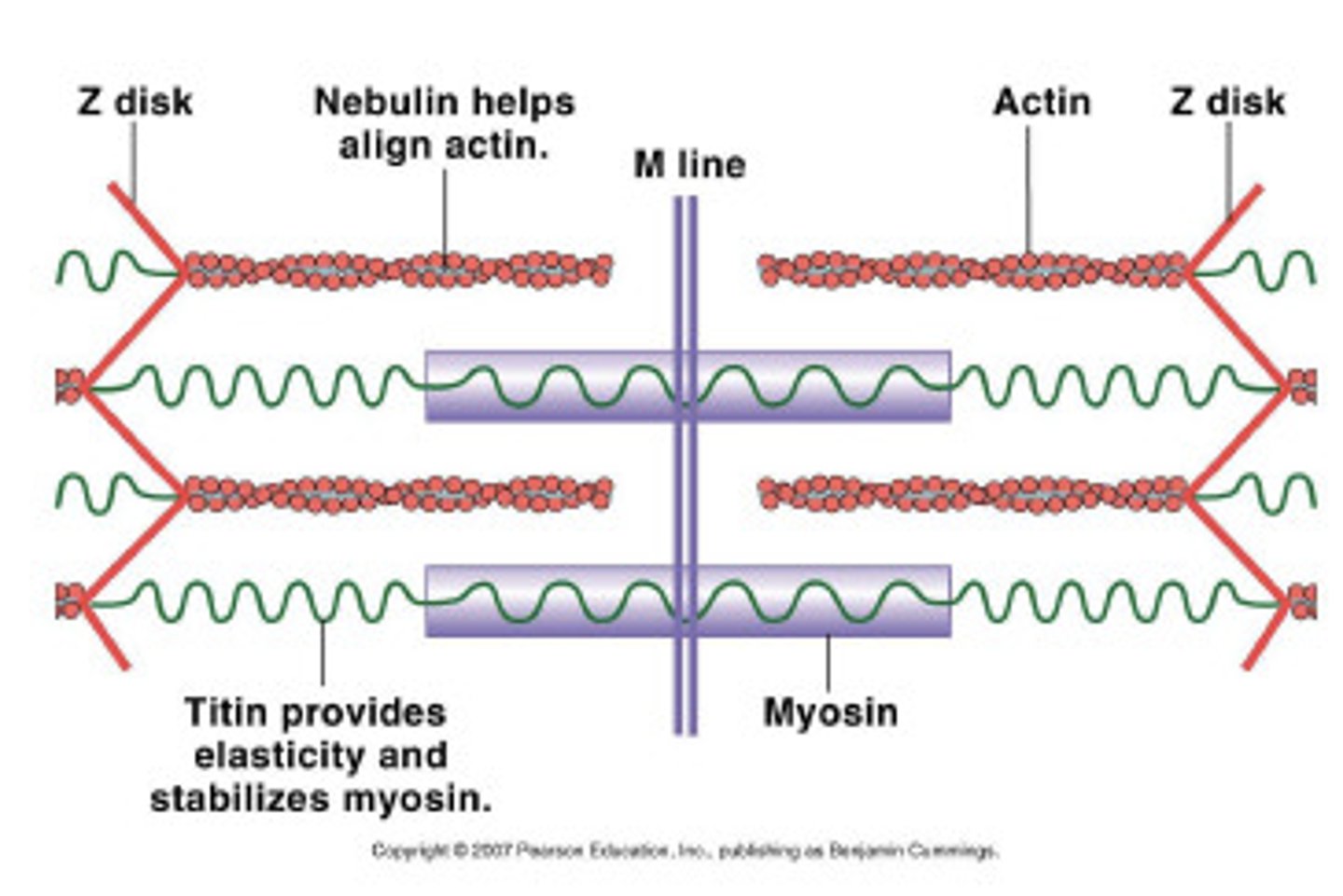 <p>Spring-like proteins that anchor myosin to the Z-line and recoils the sarcomere after contraction</p>