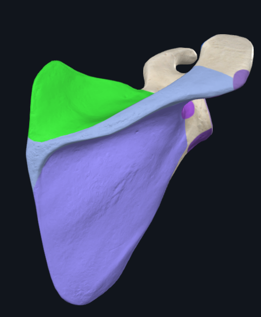 <p>What is this part of the scapula called</p>