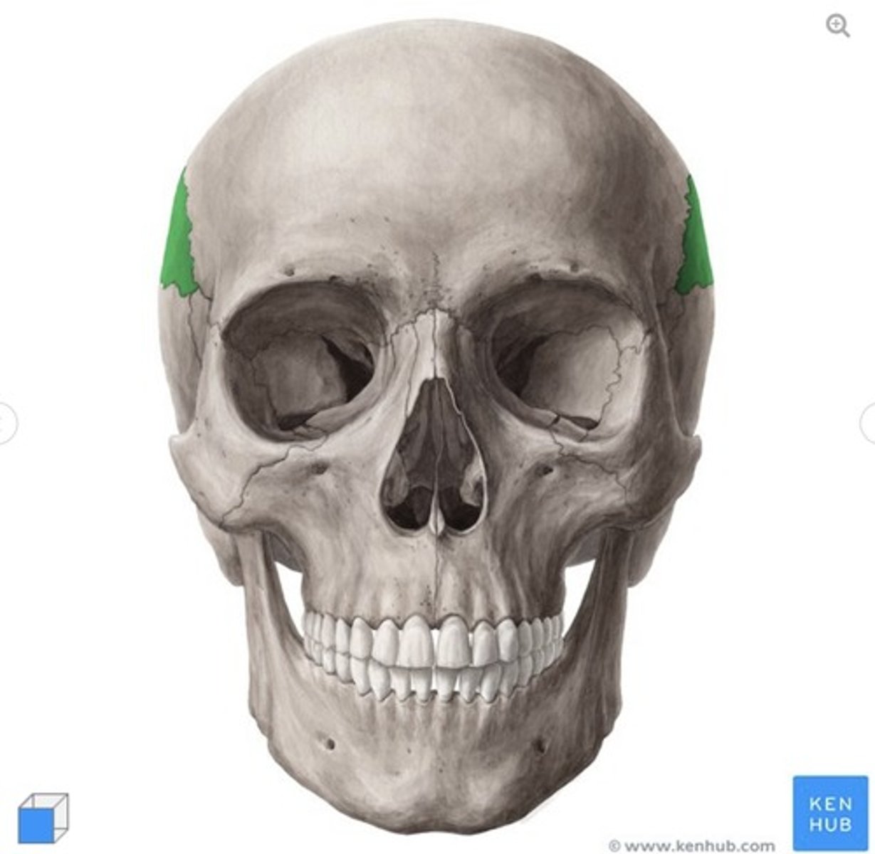 <p>What bone is this?</p>