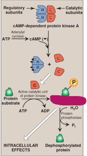 <p>Label the actions of cyclic adenosine monophosphate.</p>