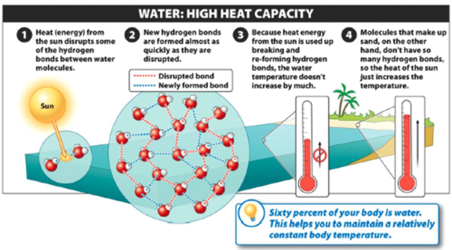 <p>property of water in which water changes temperature very slowly with changes in heat due to hydrogen bonding</p>