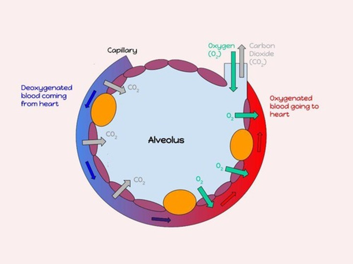 <p>Gas exchange (CO2 → O2) between air and bloodstream.</p>