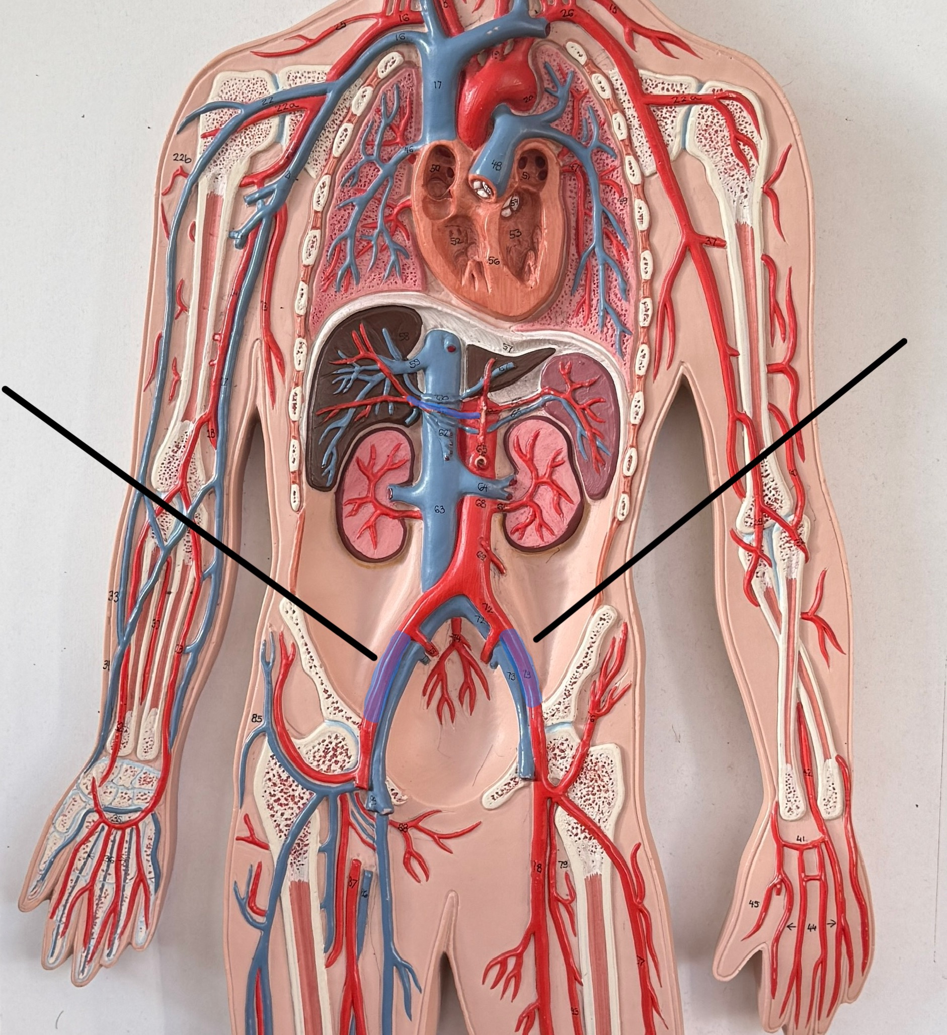 <p>Name this artery</p>