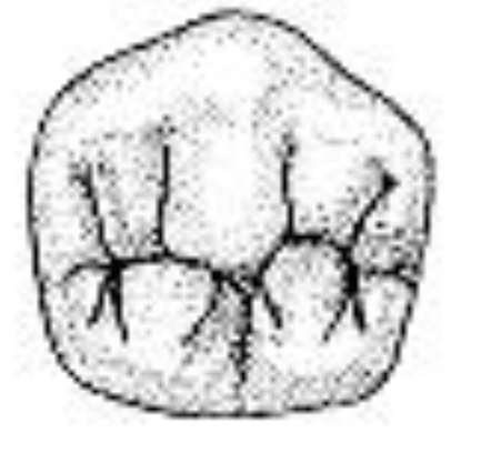 <p>Name the tooth and hi-lighted portions</p>