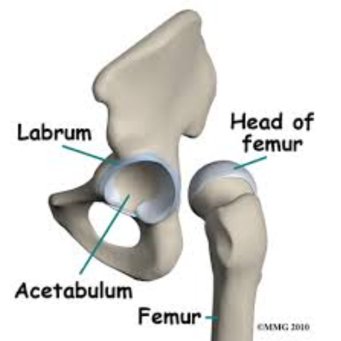 <p>dat is de kraakbeen rand van het acetabulum</p>