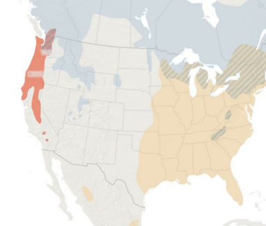 <p>Which species fits the following habitat and management concerns?</p><p><br>Habitat: Northern conifer forests in CA, OR, WA; often found near water</p><p>Management issues: Important in dispersal of spores of mycorrhizal fungi and of conifer forests; sometimes selects den sites in houses and barns (pests)</p>