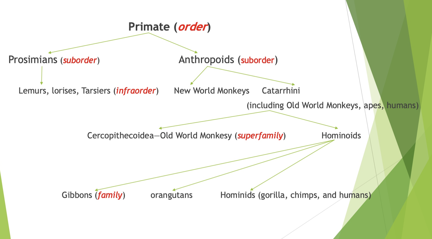 <p>Primate Taxonomy</p>