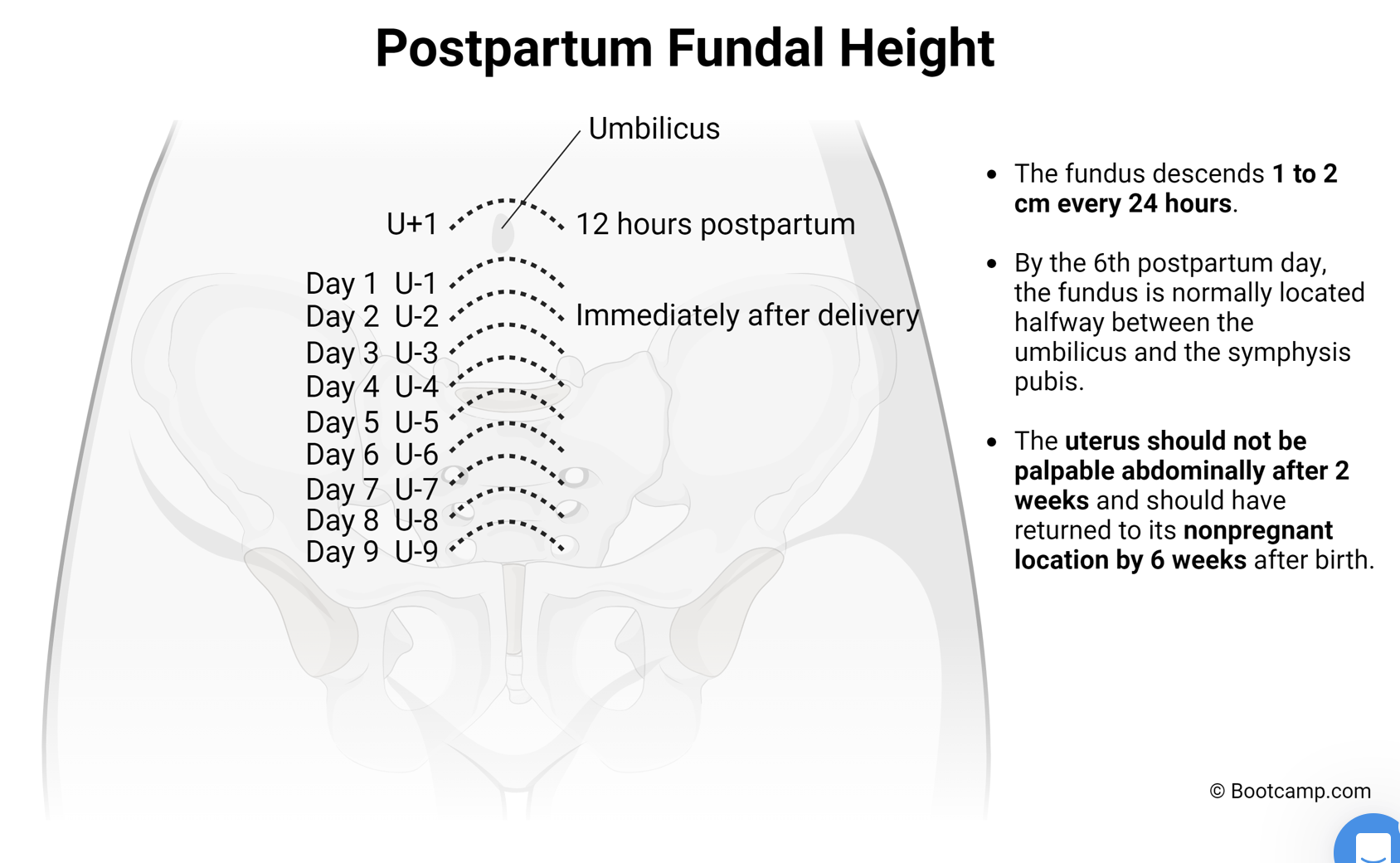 <p>at or slightly above the umbilicus, then goes down 1-2cm daily </p>
