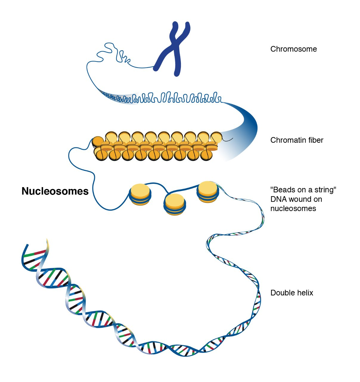 <p>nucleosomes formed on DNA but no further organization</p><p>-”beads on a string” or “10-nm fiber”</p><p>-primary state of “euchromatin”</p>