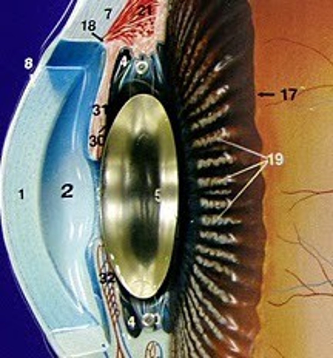 <p>the space between the cornea and iris (2)</p>