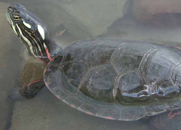 <p>Midland Painted Turtle</p>