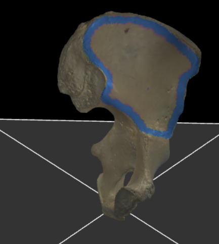 <p>De concave en gladde ventrale zijde van de ala ossis ilium die een belangrijke rol speelt in de stabiliteit van het bekken.</p>