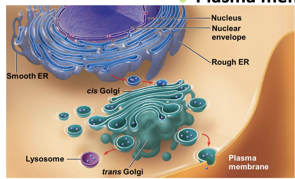 <p><strong><br>• Endoplasmic reticulum</strong></p><p><strong>• Nuclear envelope (encapsulates the nucleus)</strong></p><p><strong>• Golgi apparatus</strong></p><p><strong>• Trans Golgi network</strong></p><p><strong>• Vacuoles</strong></p><p><strong>• Endosomes</strong></p><p><strong>• Oil bodies</strong></p><p><strong>• Peroxisomes and gloxysomes </strong></p><img src="https://knowt-user-attachments.s3.amazonaws.com/428dc15c-ff9f-450e-bd87-51ebf2ab7cdd.png" data-width="100%" data-align="center"><p></p>