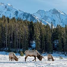 <ul><li><p>aka taiga</p></li><li><p>canada, alaska, russia, scandinavia</p></li><li><p>long harsh winters, short cool summers</p></li><li><p>moose, wolves, bears, lynx</p></li></ul>