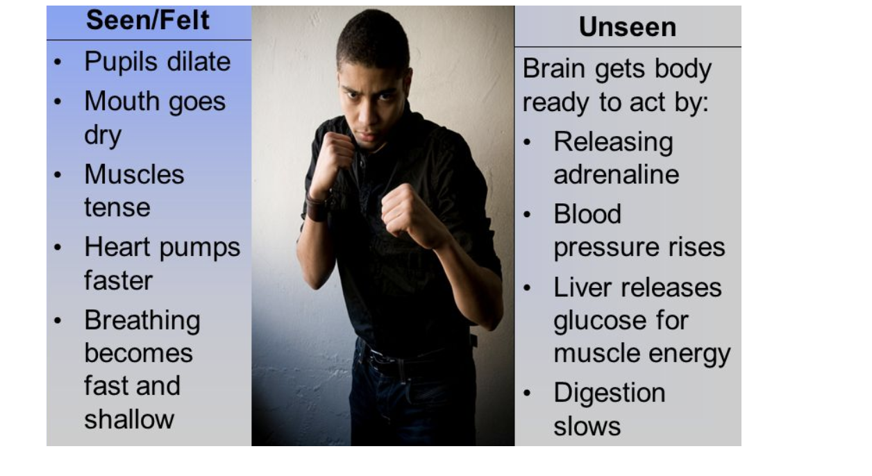 <ul><li><p>Increased heart rate</p></li><li><p>Increased breathing rate</p></li><li><p>Pupils dilate</p></li><li><p>Causes liver to convert glycogen <span>→</span> glucose <span>→ </span>increases blood glucose concentration <span>→ </span>ready for more respiration for fighting or running away</p></li></ul><p></p>