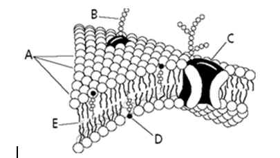 <p>Using the diagram of the plasma membrane, what letter is the cholesterol?</p>