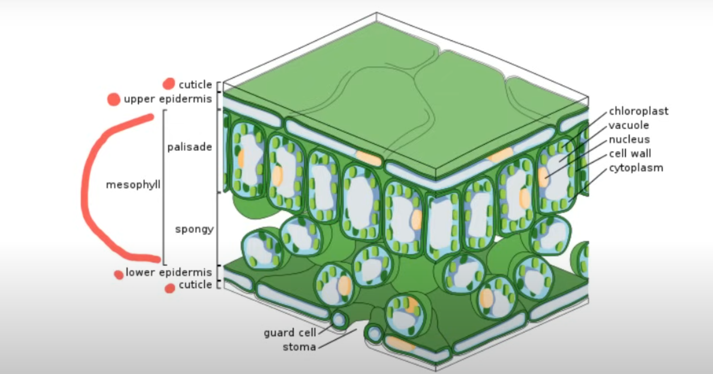 <ul><li><p>Waxy Cuticle prevents water loss. </p></li><li><p>Transparent to allow for photosynthesis.</p></li></ul><p></p>