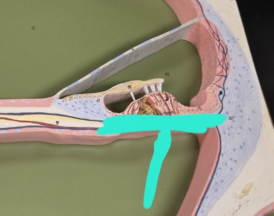 <p>Internal anatomy of the cochlea</p>
