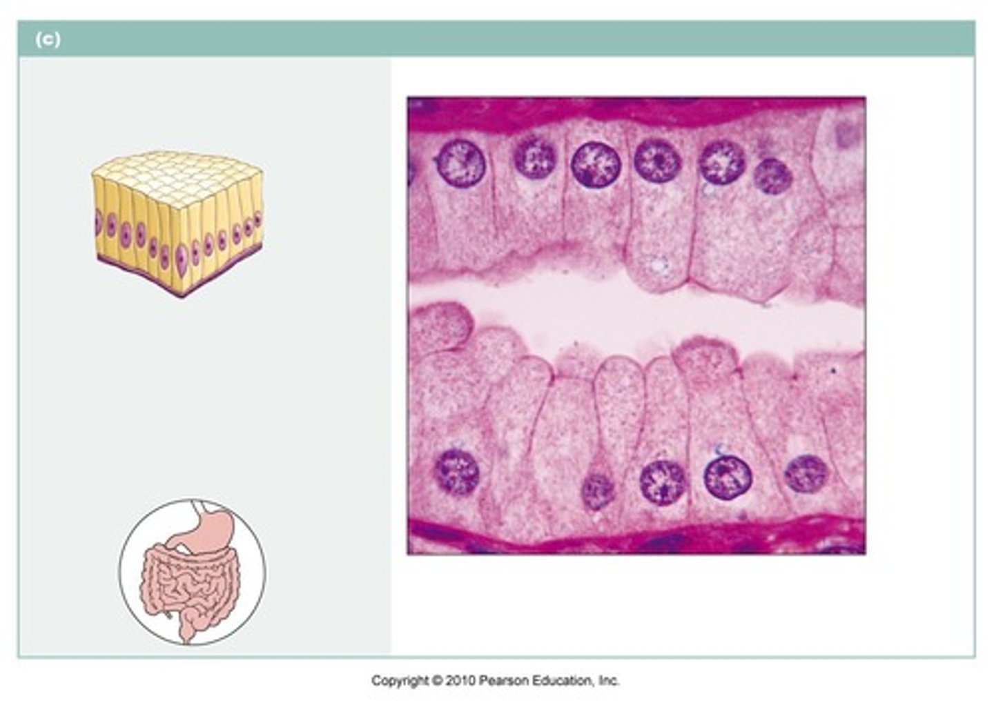 <p>describe the function of this tissue type (SCE)</p>