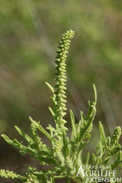 western ragweed