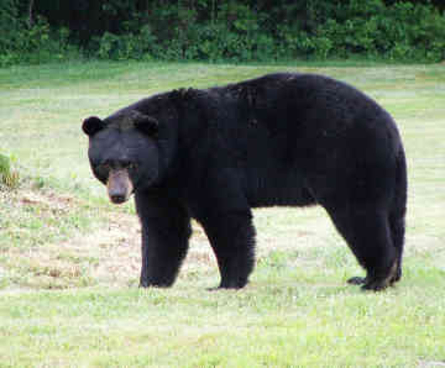 <p>Black bear</p>