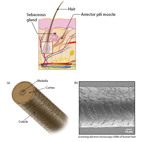 <p>-flexible strands of dead keratinized cells produced by the hair follicle *(&quot;hard keratin&quot;) *(tougher and more durable) *(individual cells do not flake off)</p>