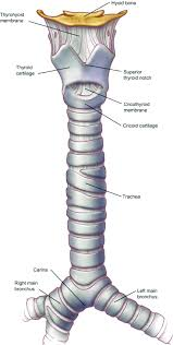 <p>a large membranous tube reinforced by rings of cartilage, extending from the larynx to the bronchial tubes and conveying air to and from the lungs; the windpipe.</p>