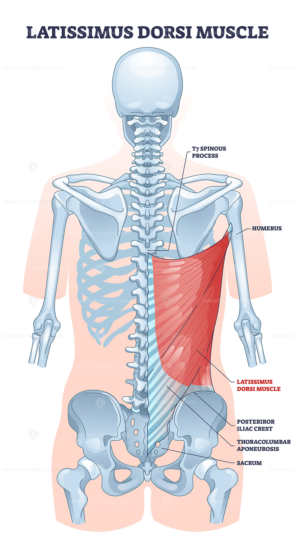 <p>Latissimus dorsi</p>