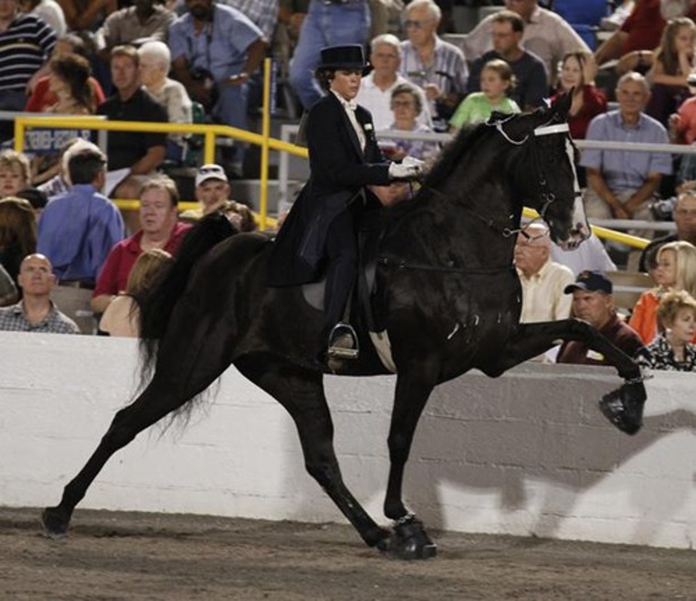 <p>Tennessee Walking Horse</p>
