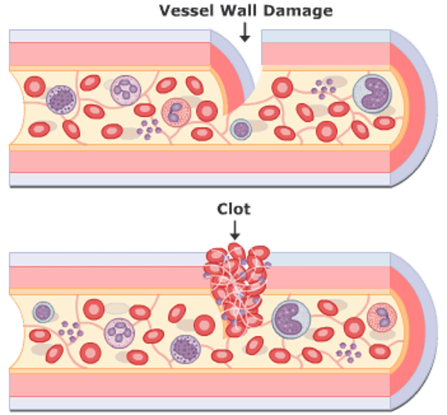 <p>physiological process by which bleeding ceases</p>