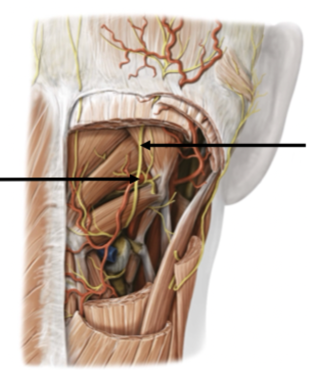 <p>Suboccipital Triangle Contents</p>