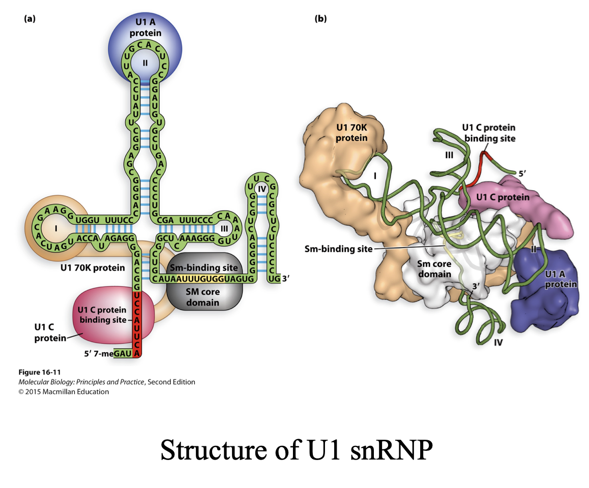 <ul><li><p>5 snRNPs (<em>snurps</em>)</p><ul><li><p>U1, U2, U4, U5 and U6 (not for memory)</p></li></ul></li><li><p>plus hundreds of additional proteins</p></li><li><p>AND one small nuclear RNA (snRNA) at the heart of each snurp</p></li></ul>
