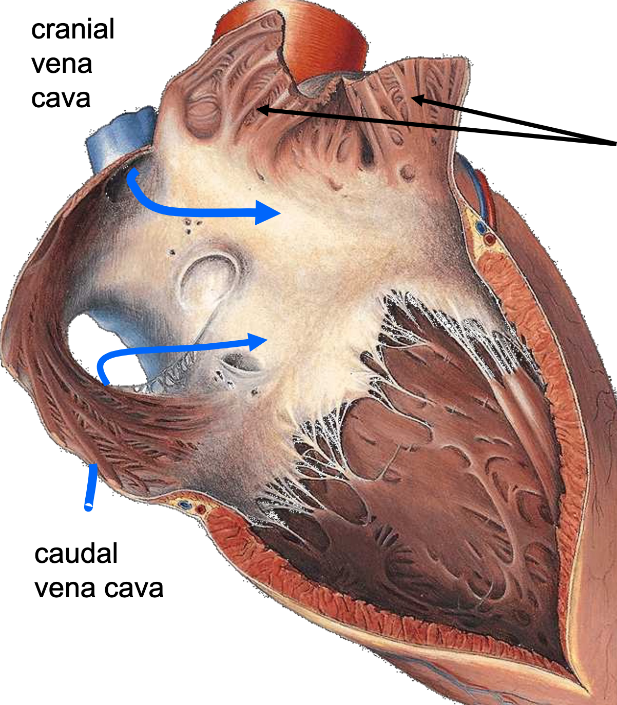 BLACK ARROWS-muscles making up the inside of auricles