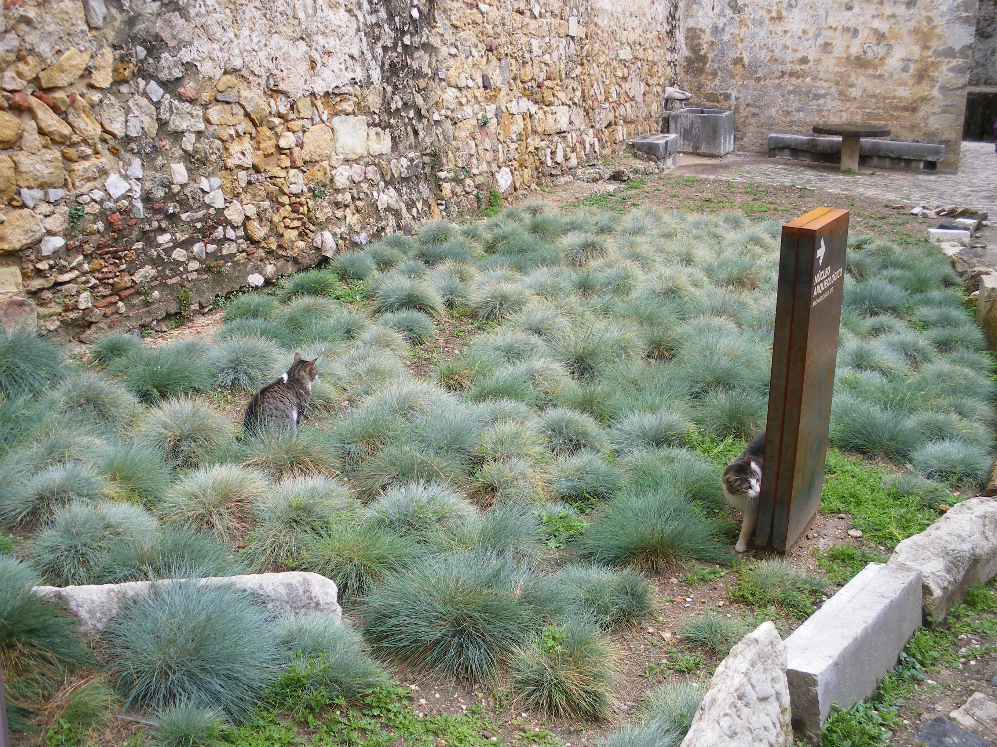 <p>kostřava stříbrná, festuca glauca</p>
