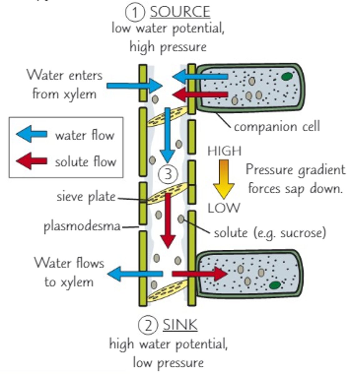 <p>- In source sugars actively transported into phloem</p><p>- By companion cells</p><p>- Lowers water potential of sieve cell and water enters by osmosis</p><p>- Increase in pressure causes mass movement towards sink</p><p>- Sugars used</p>