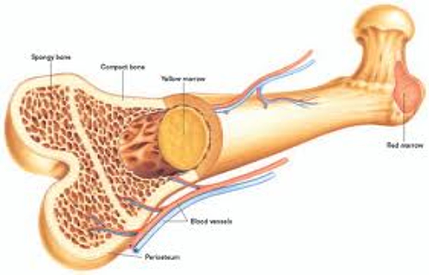 <p>bone marrow</p>