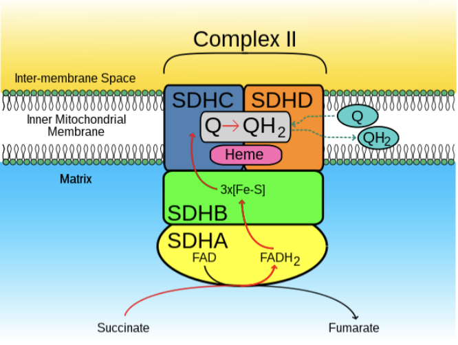 <p>This diagram of Complex II (succinate dehydrogenase) of the respiratory chain includes many non-protein factors. Which is not a cofactor? a) FAD b) Succinate c) Fe-S d) Heme</p>