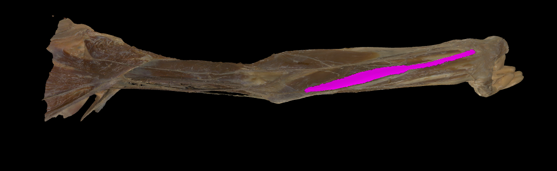 term image