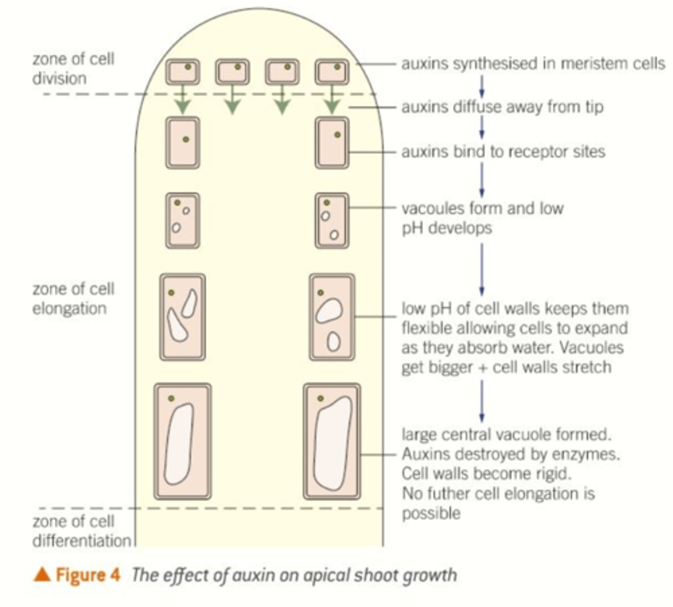 <p>affect the plasticity of the cell walls, making it stretchier</p><p>1. auxin molecules bind to specific receptor sites in the plant cell membrane</p><p>2. causes pH to fall to app 5 pH (optimum for the enzymes needed to keep the walls flexible and plastic)</p><p>3. as cells mature, auxin is destroyed</p><p>4. pH rises, making the enzymes inactive</p><p>5. cell wall becomes rigid and more fixed in shape/size</p><p>6. cell can no longer expands and grow</p>