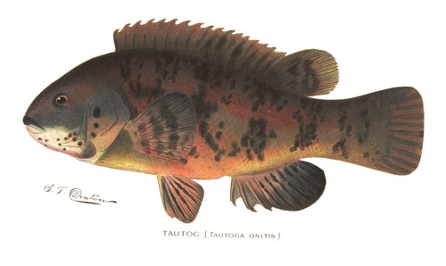 <p>-Class: Sarcopterygii = lobe-finned fishes (lungfishes &amp;</p><p>coelacanths)</p><p>•Swim bladder</p><p>-Class: Actinopterygii = ray-finned fishes (sturgeon, paddlefish, teleosts)</p>