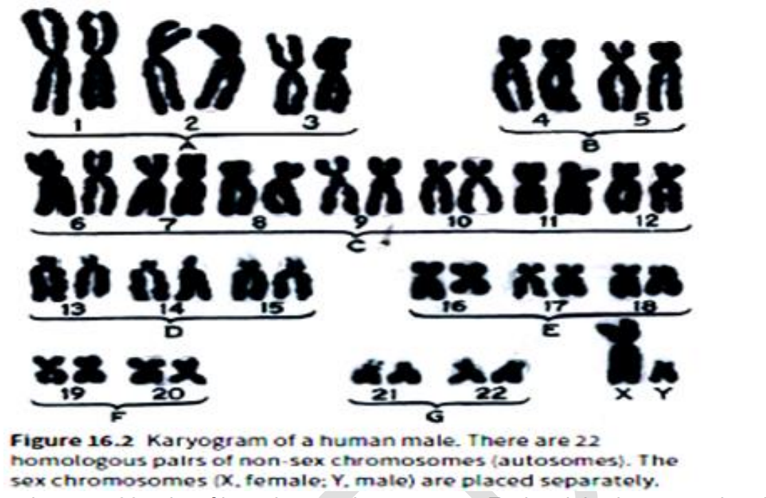 <p>photograph or diagram of a set of chromosomes from an individual</p><p>(non-matching X and Y- chromosomes are called sex- chromosomes but all the other chromosomes are called autosomes)</p>